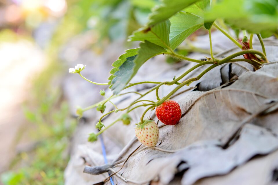 Background red fruit