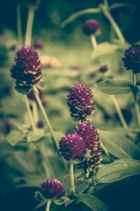 Background floral pink