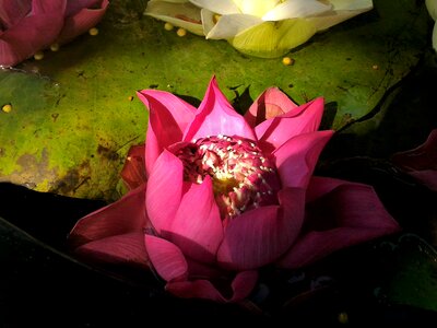Pink white lotus pink lotus photo