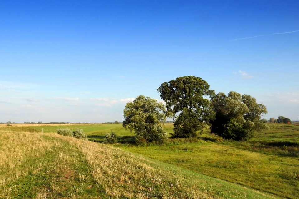 Meadow grass nature