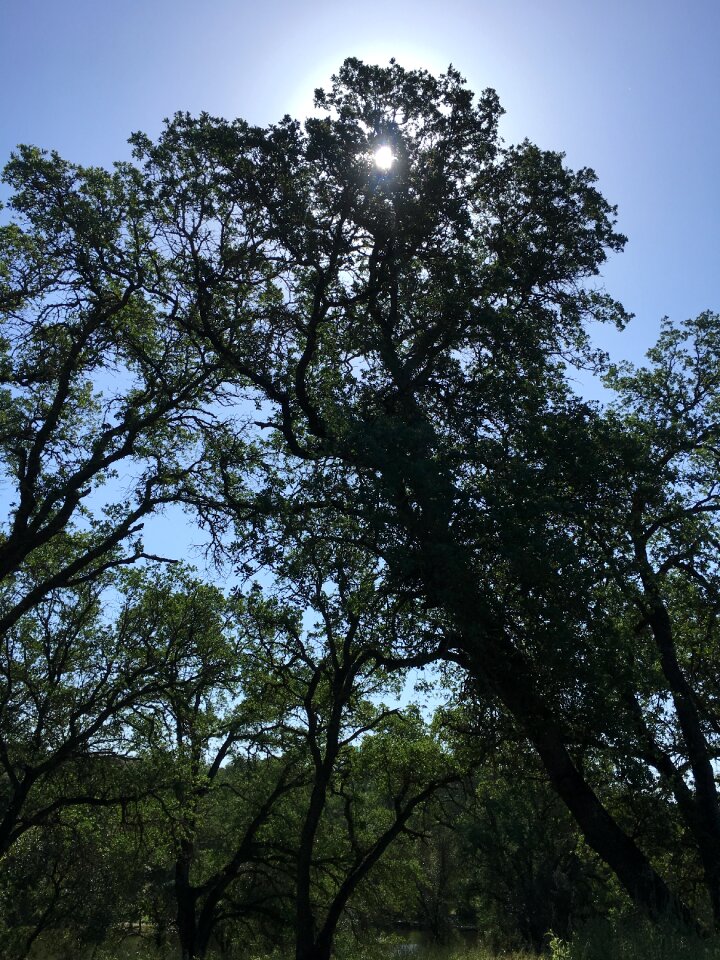 Branches scenic woods