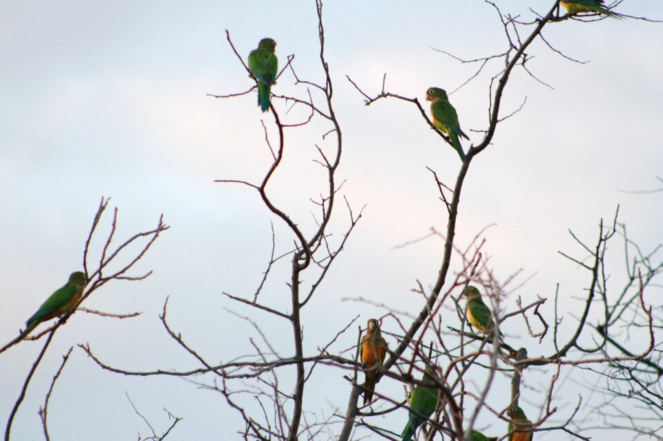 Brazil sertao parrot