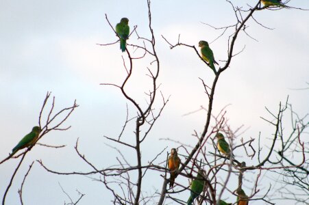 Brazil sertao parrot