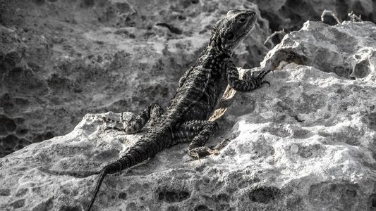 Reptile fauna animal