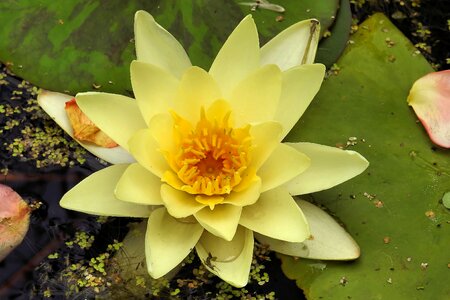 Aquatic plant pond blossom