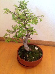 Bäumchen nature evergreen