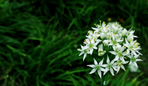Flora flowering white