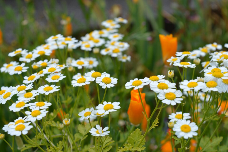 White flower plant flora