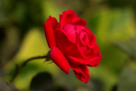 Rose nature garden