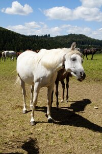 Horse thoroughbred arabian pasture