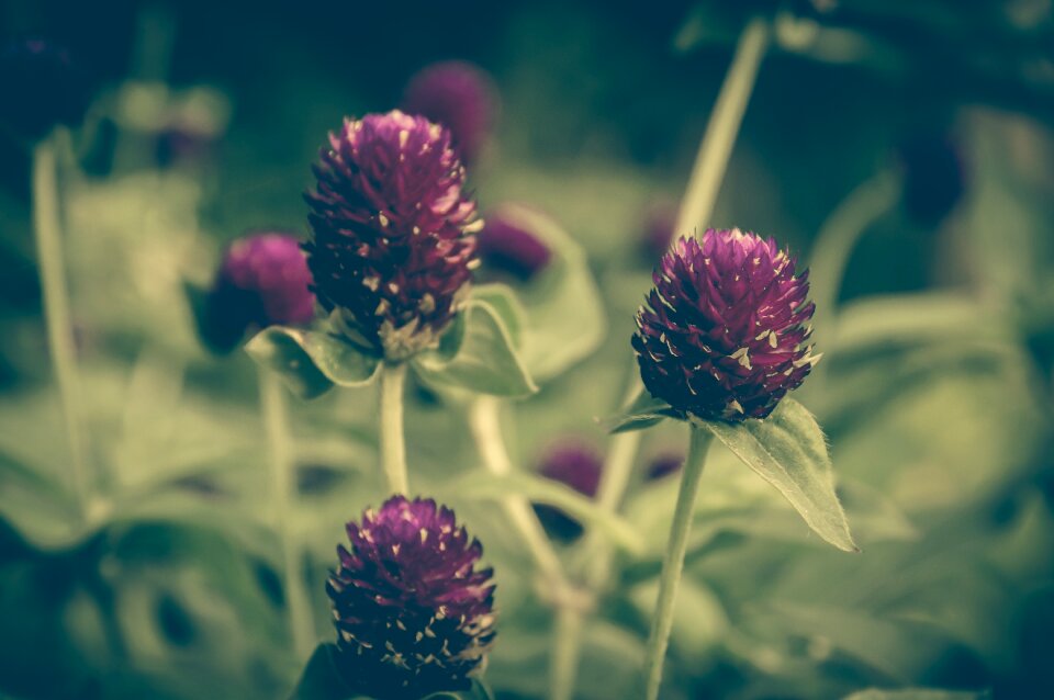 Vintage flower background