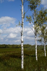 Nature moorland wetland