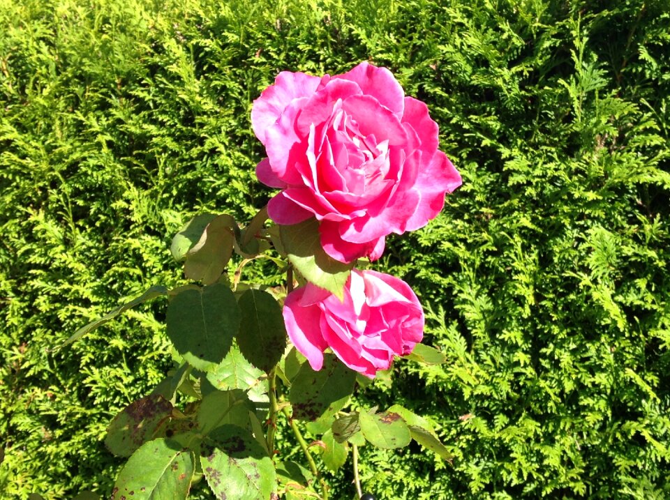 Erblühend fragrance flora