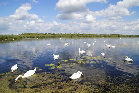 Nature moorland wetland