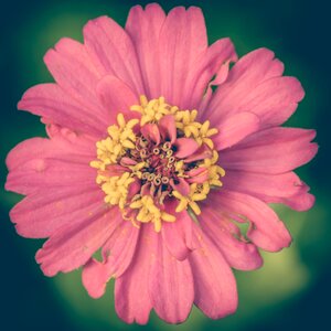 Flower background floral