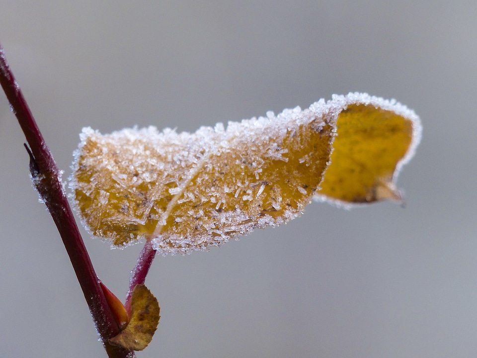 Background nature ice