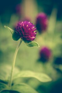 Background floral pink