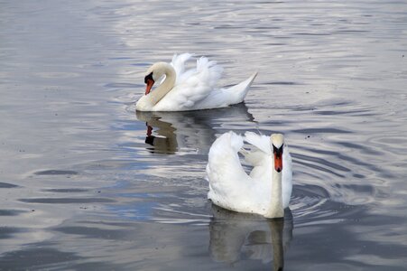 Animals white waters photo