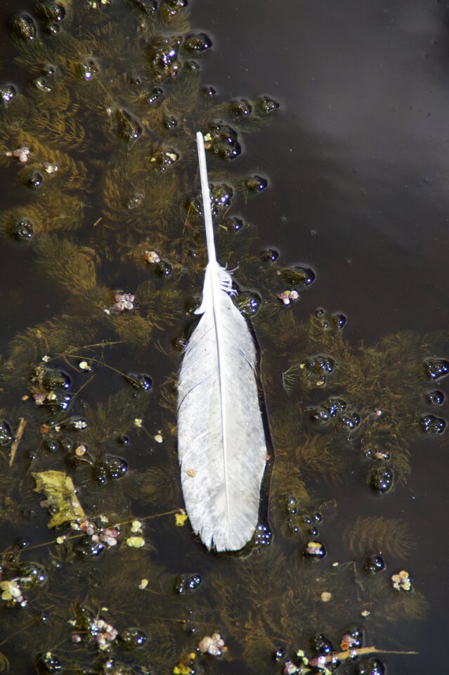 Swan feather swim lost