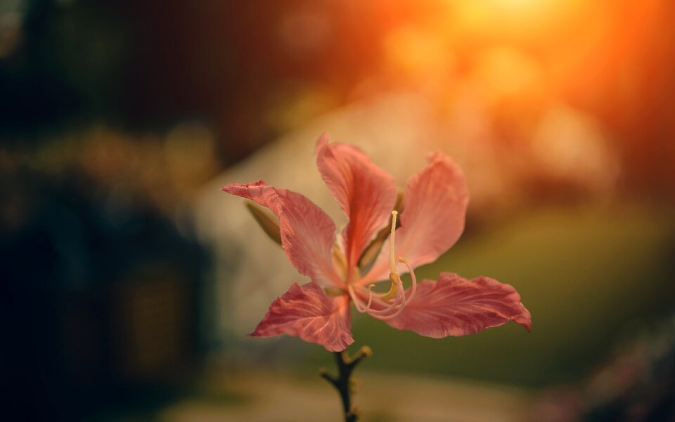 Bloom blossom chinese