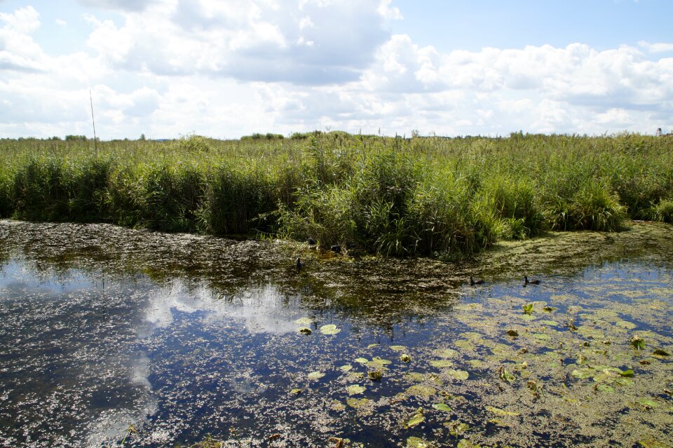 Nature moorland wetland