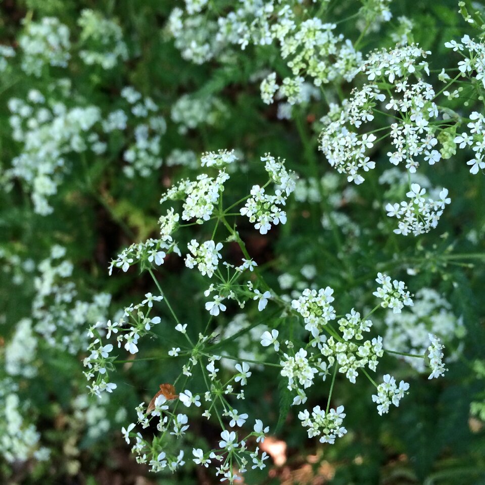 Flowering grass meadow
