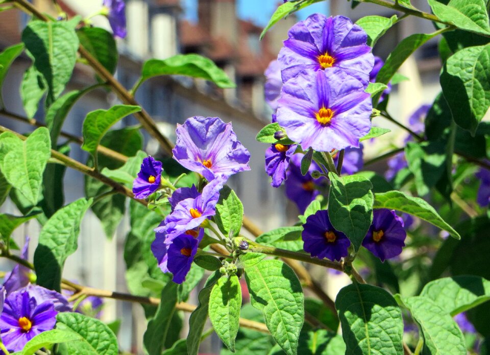 Violet nightshade rantonnet purple flower