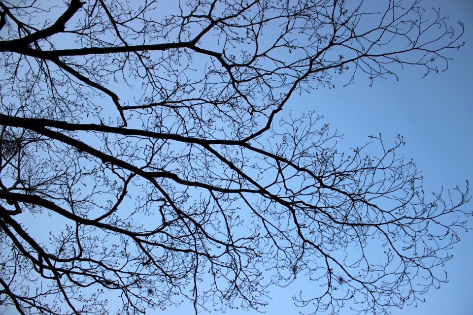 Autumn dry tree nature