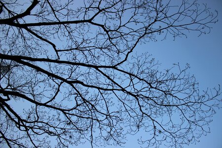 Autumn dry tree nature photo