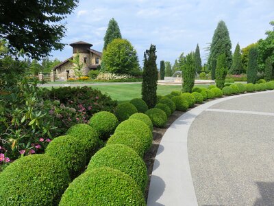 Trees greenery