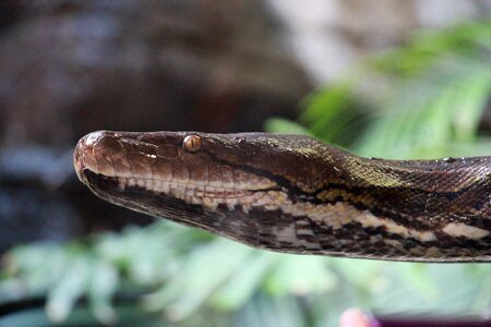 Snake zoo snakehead