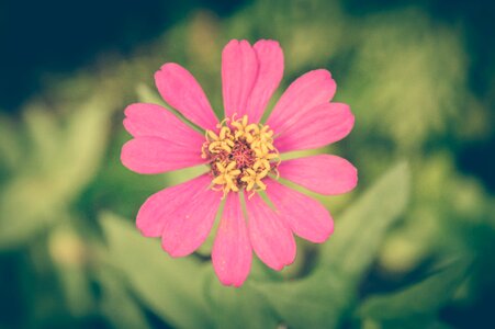 Background floral pink