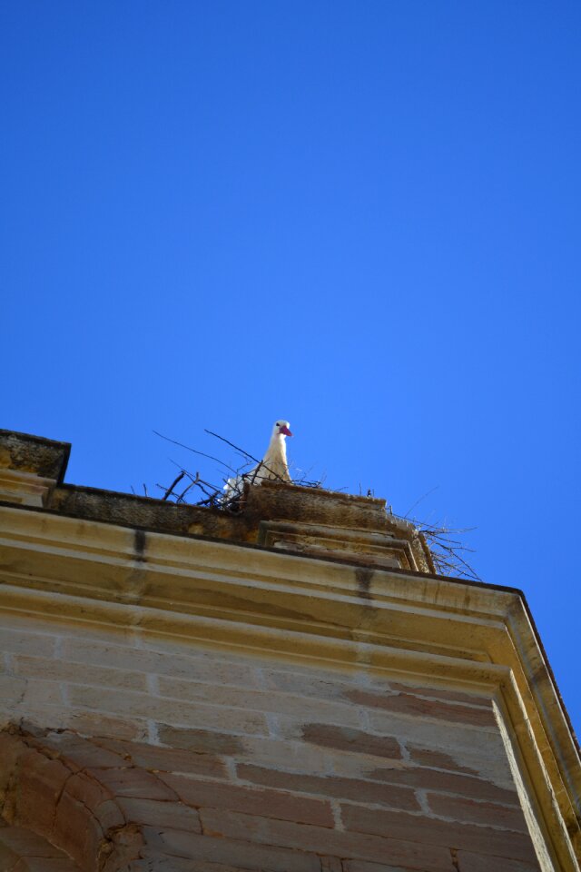 Stone bird nest photo