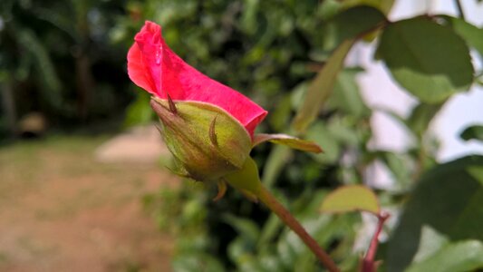 Nature flower