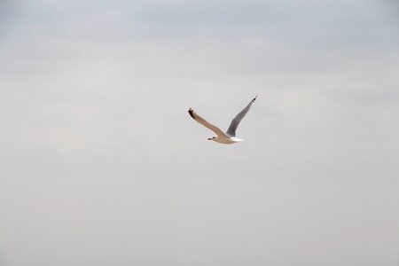 Wing bird flight photo