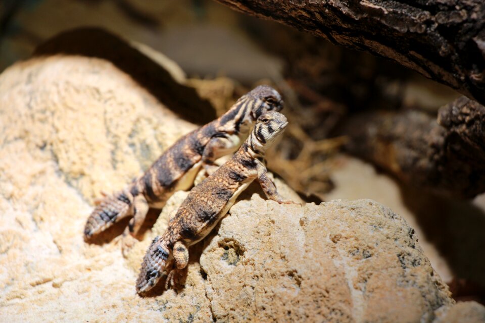 Lizard reptile Free photos