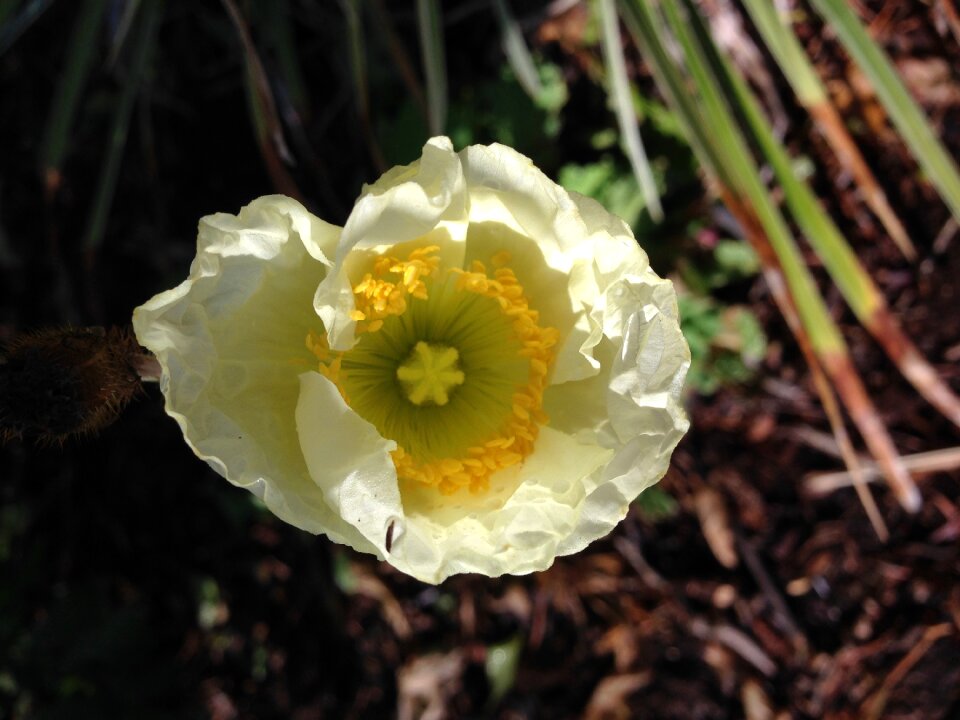 Flower cream