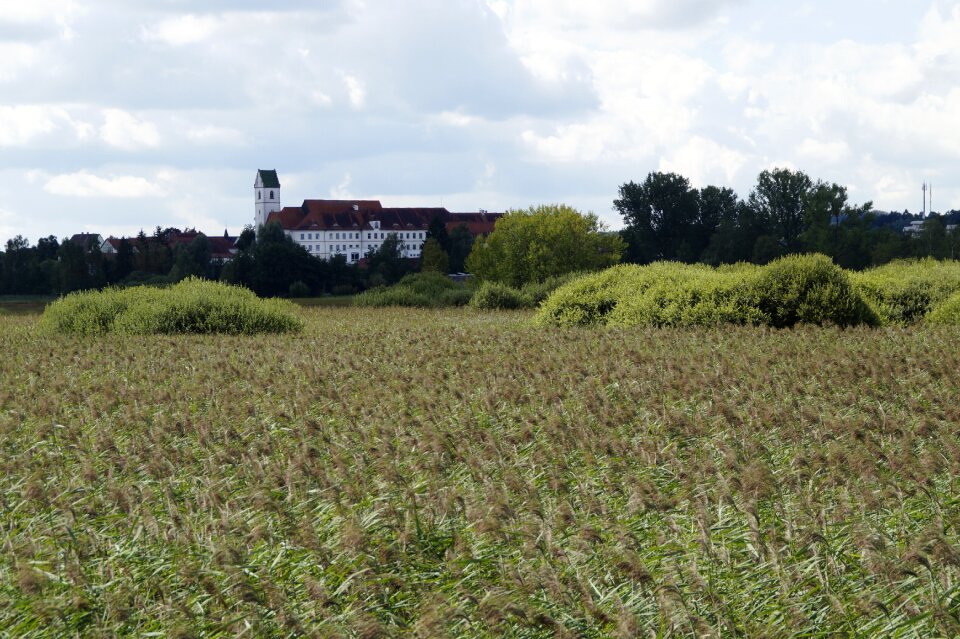 Reed nature landscape