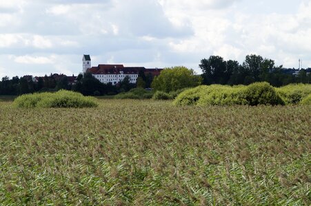 Reed nature landscape