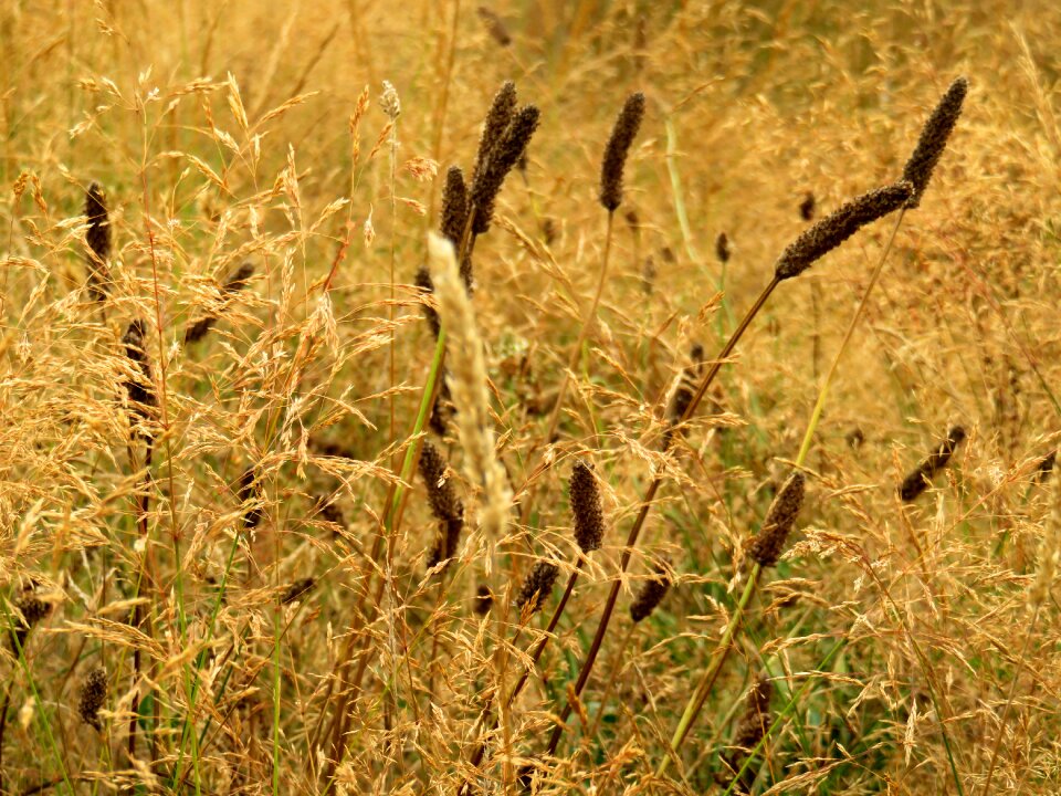 Summer orange grass