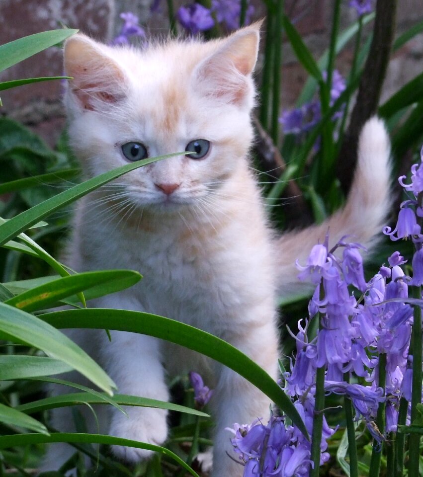 Cute pet portrait photo