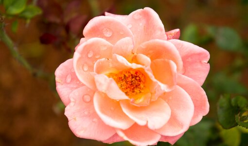 Rose water droplets water on petals