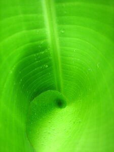 Green leaf spiral drip