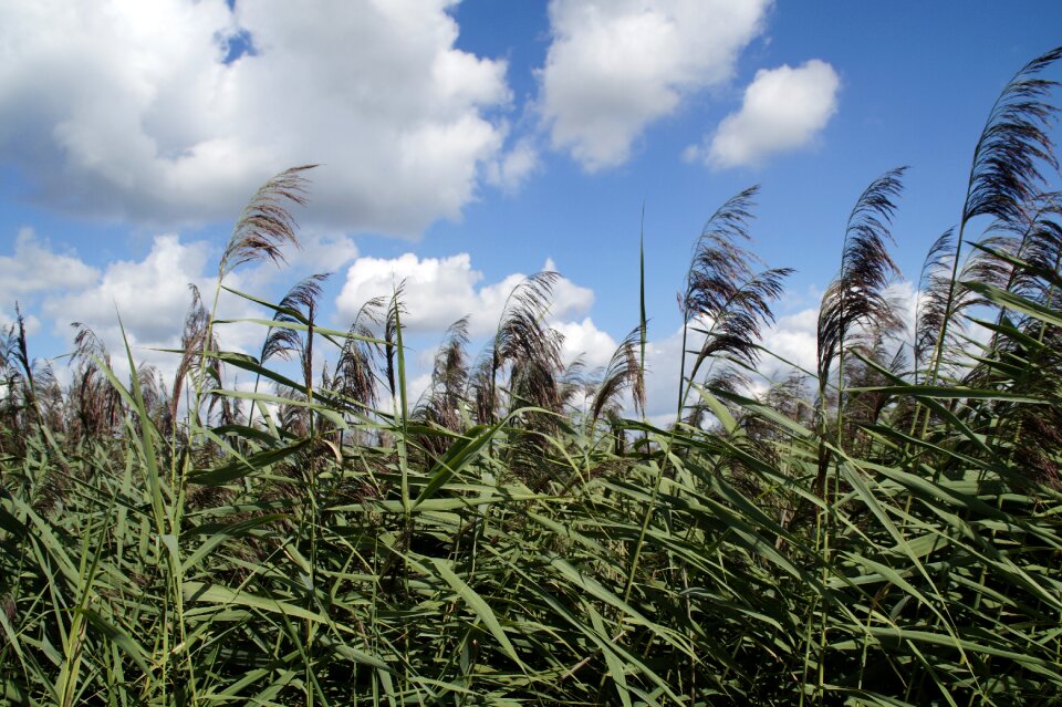 Nature moorland wetland