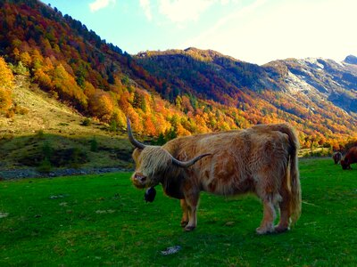 Pasture prato nature