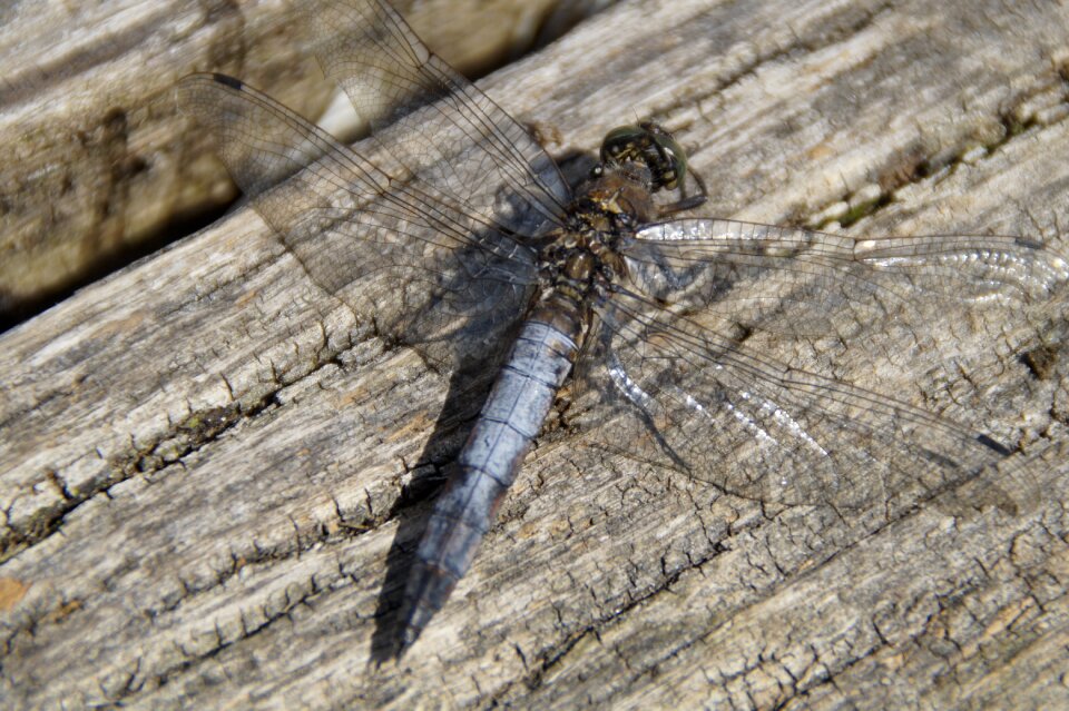 Flight insect wing animal photo