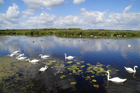 Nature moorland wetland