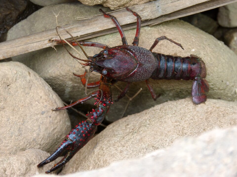 Crustacean montsant plague