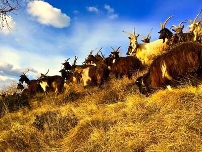 Animal nature horns