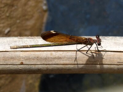 Iridescent winged insect calopteryx haemorrhoidalis photo